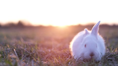 white rabbit in a sunset field