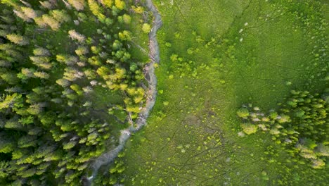 Aerial-topdown-of-water-stream-amongst-grassland-and-pine-trees