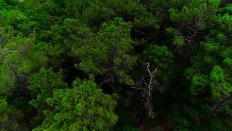 green tree tops forest drone shot