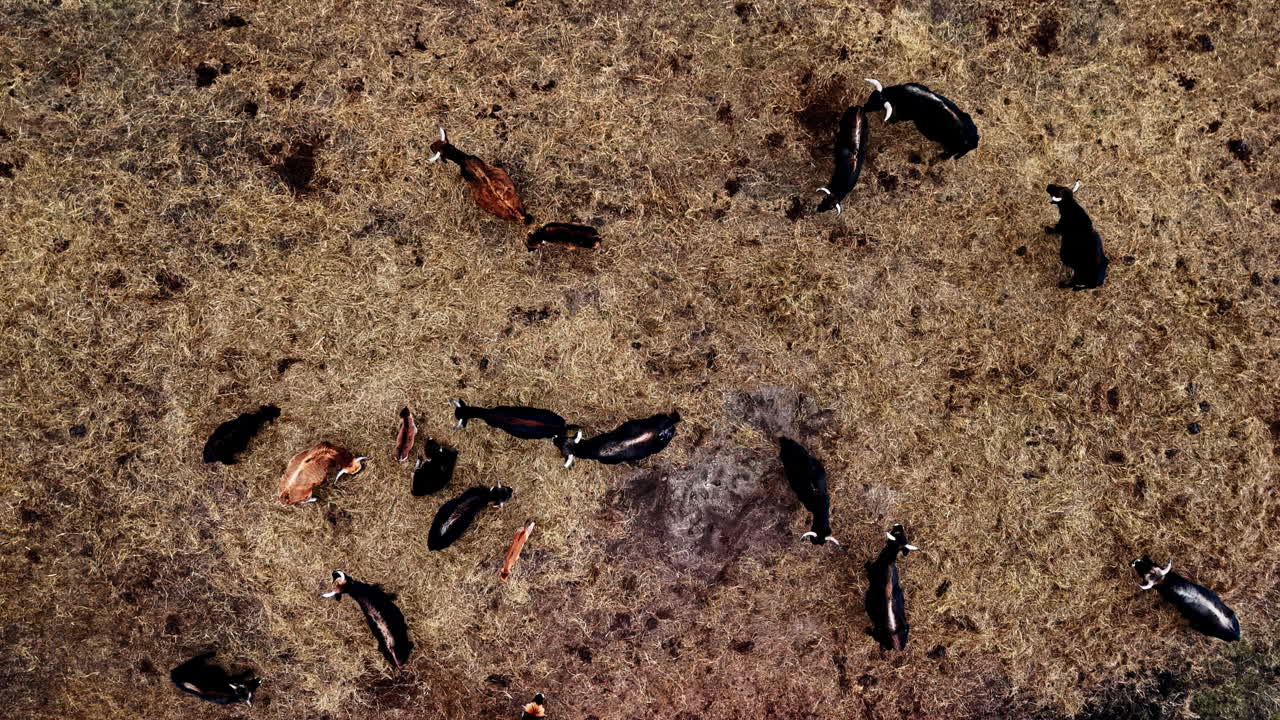 Aerial top view of a herd of cattle standing on a bare patch of land