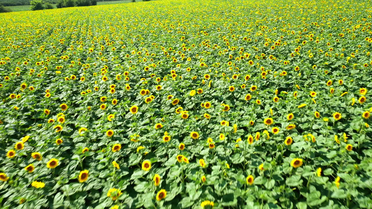 Beautiful sunflowers field at sunny day. Agriculture field with blooming sunflowers. Summer landscape with big yellow field with sunflowers. Drone flight. Motion camera back.