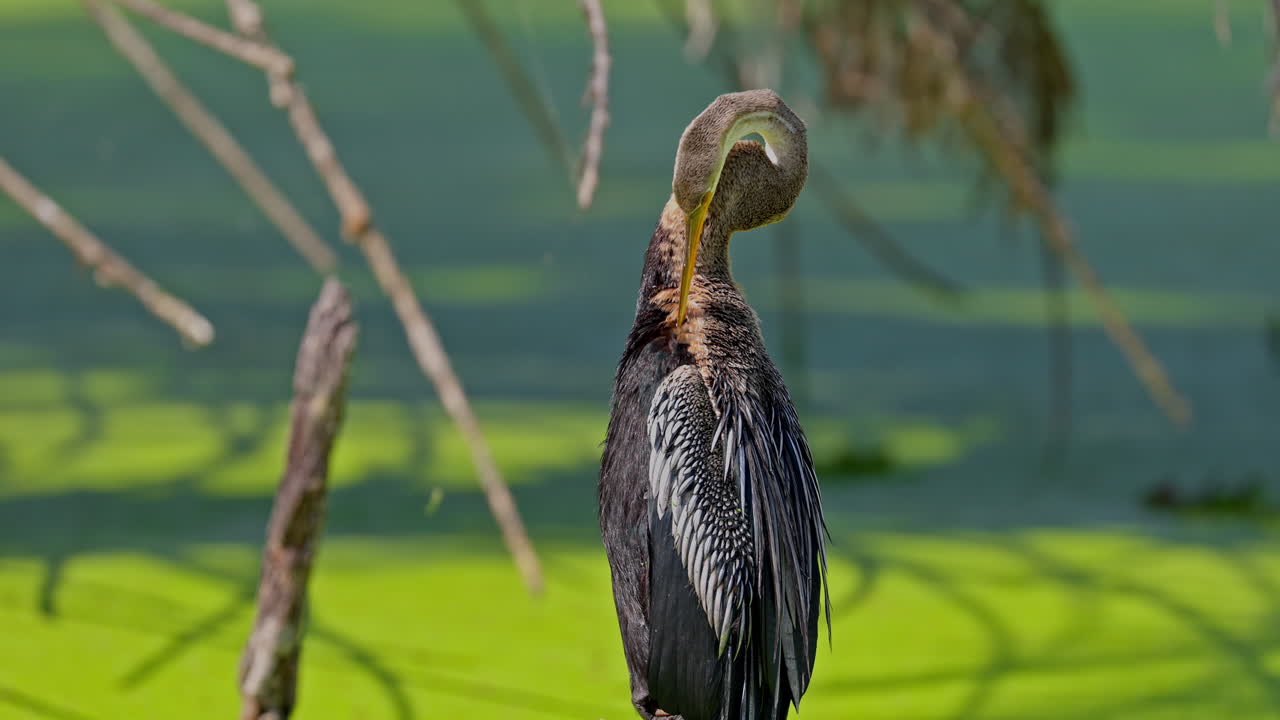An american darter foraging food and preening it's feathers near the wetland in keoladeo bird sanctuary, India.
