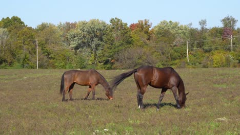 dos caballos comiendo bajo el sol caliente en el campo