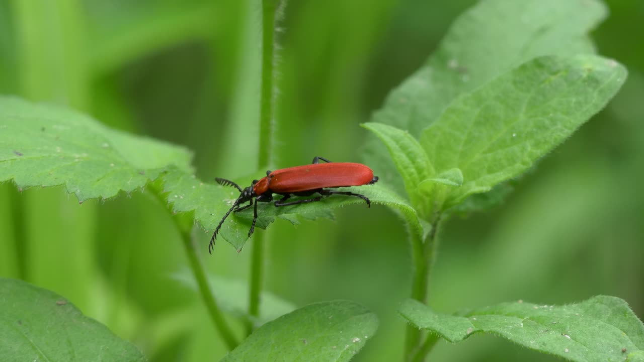 Black-Headed Scarlet Lily Beetle Sitting on a Leaf in the Forest , Pyrochroa Coccinea, Closeup