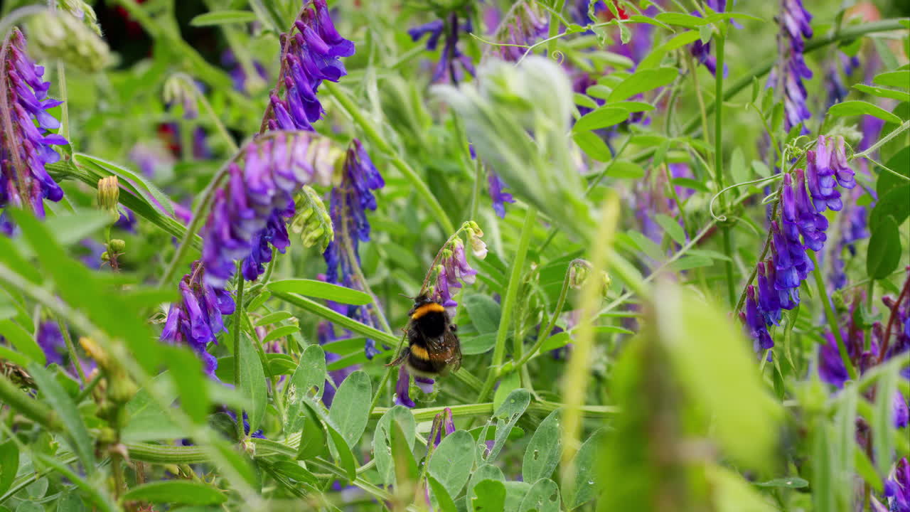 abejorro de cola blanca, bombus lucorum, en busca de néctar en el forraje flor de vetch en un día soleado y ventoso en el jardín