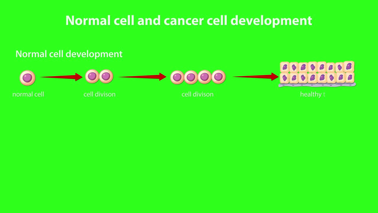 Animated diagram compares normal cell differentiation with abnormal cancer growth using labeled, clear cell illustrations