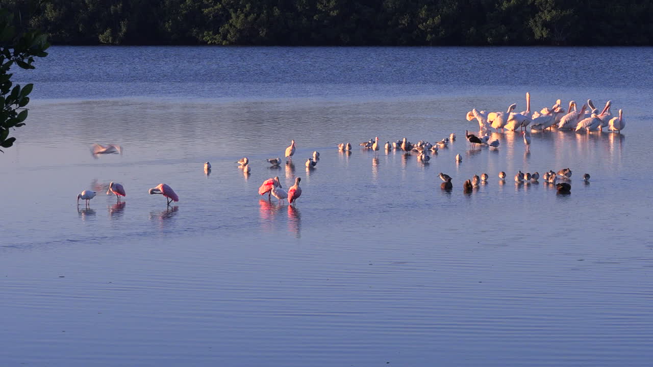flamencos vadean en luz dorada a lo largo de la costa de florida 1