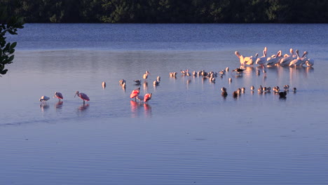 flamencos vadean en luz dorada a lo largo de la costa de florida 1