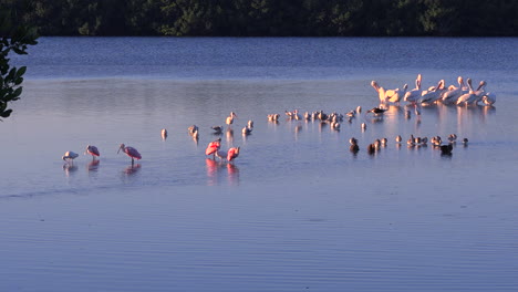 flamingos wade in golden light along the florida coast 1