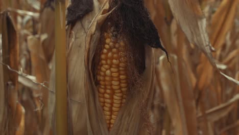 cinematic close up view of corncob in the field