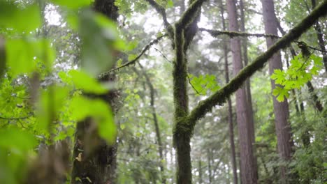 森林裡的樹上下雨