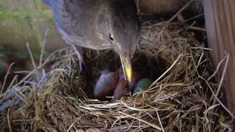 Amsel-Brütet-Und-Füttert-Küken