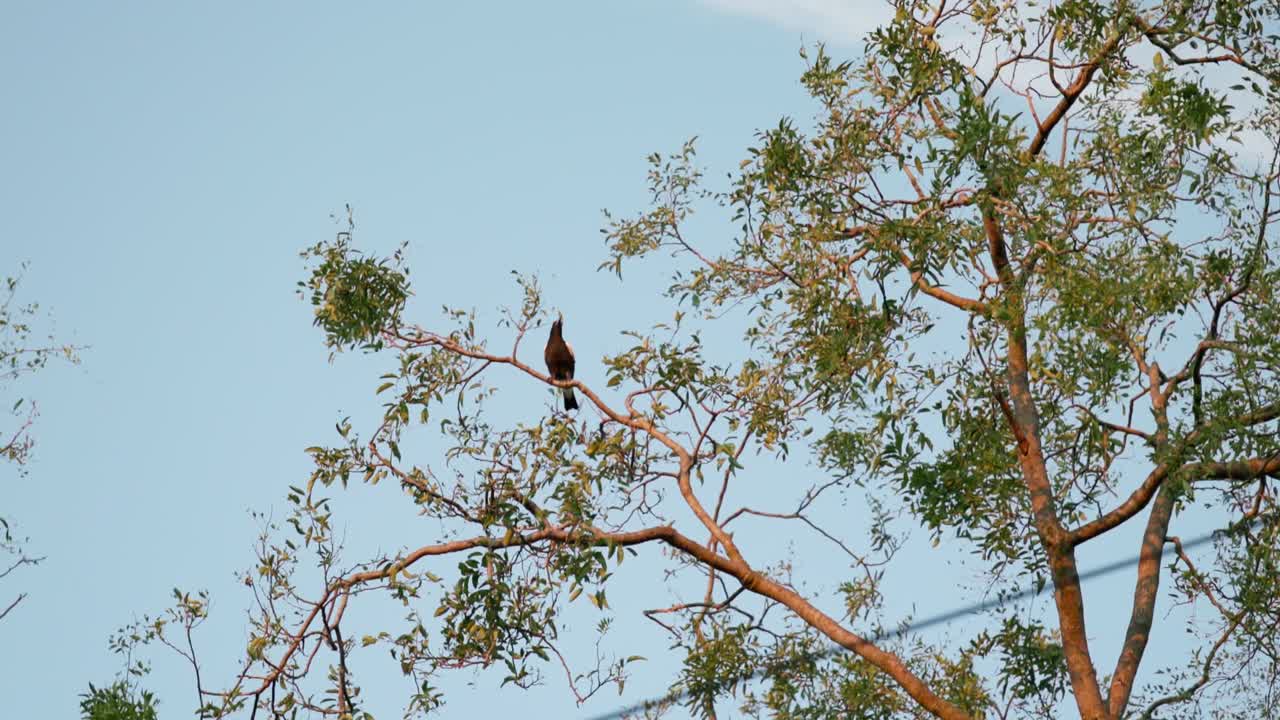 A magpie perches in a tree, its feathers glowing gold in the late sunset light, capturing the essence of an Australian evening.