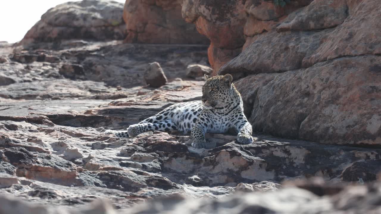 Wide shot of an African leopard lying on rocks surveying its surroundings, Mashatu Game Reserve, Botswana