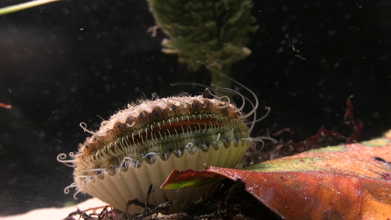 조개가 해저에서 열리고 닫힙니다.