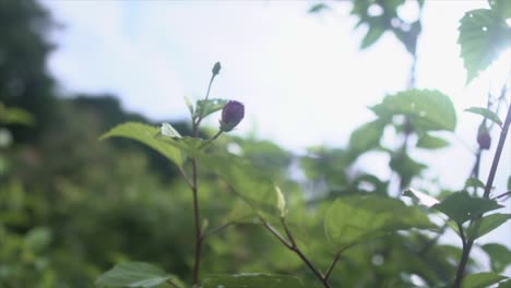 Circle-view-of-a-rose-bud