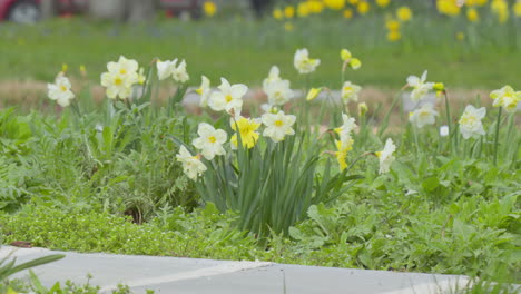 Bright-yellow-daffodils-blooming-in-a-garden-with-a-blurred-background-of-walking-feet