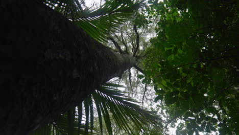 Looking-up-at-the-trees-in-the-forest