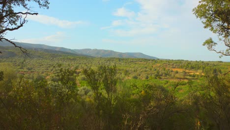 panoramic view of olive tree plantation on the rural field in spain