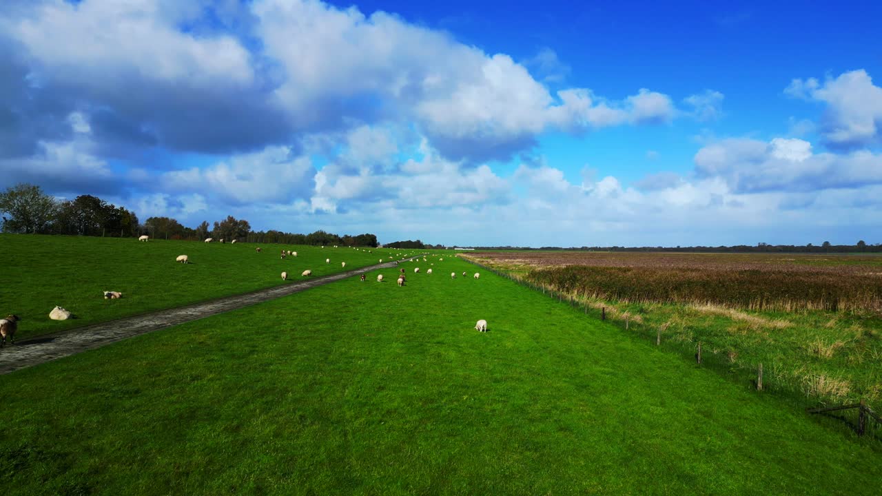 dyke with sheep grazing in a cloudy day at Wadden Sea in germany. Lovely aerial view flight panorama overview drone