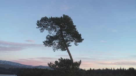 Filmische-Drohnenaufnahme-Eines-Majestätisch-Aussehenden-Hohen-Baumes-In-Einer-Winterumgebung