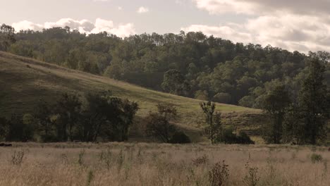 farmland landscape in the scenic rim, queensland, australia