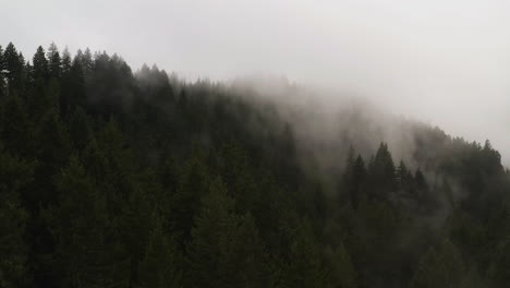 La-Niebla-Rueda-Sobre-Las-Copas-De-Los-árboles-De-Hoja-Perenne-Que-Crecen-En-La-Ladera-De-La-Montaña,-La-Naturaleza-Aérea-Establece-El-Fondo