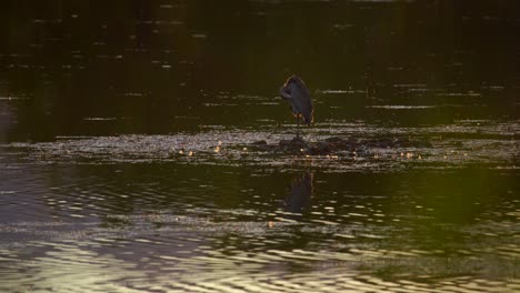 a great blue heron in wetland