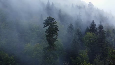 Aerial-view-orbiting-around-a-tall-evergreen-tree-of-a-dark-mountain-forest-with-big-moody-white-clouds,-in-Vosges,-France,-4K