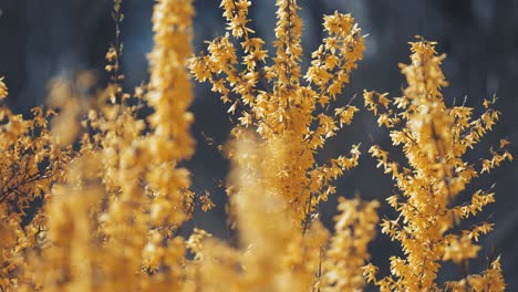 Zarte-Goldgelbe-Forsythienblüten-Bedecken-Die-Blattlosen-Zweige