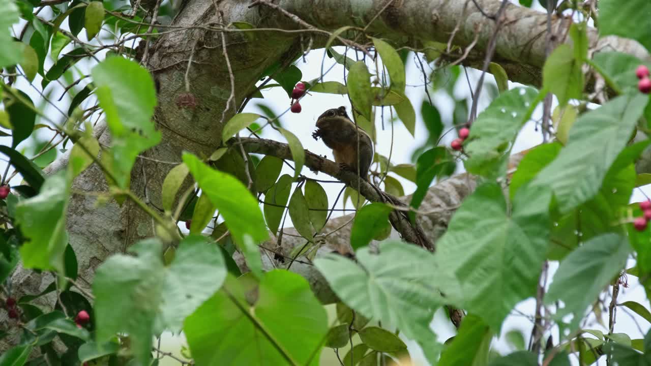 la cámara se aleja cuando se ve a este pequeño mamífero comiendo frutas, la ardilla a rayas birmana tamiops mcclellandii, tailandia