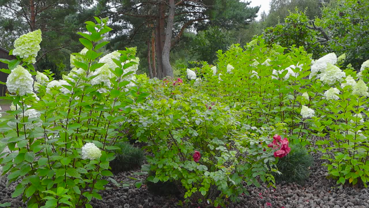Slowly moving footage of some white flower Lilacs during summer time in Estonia during summer time with an old wooden brown building in the background with trees and white skies