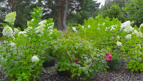 slowly moving footage of some white flower lilacs during summer time in estonia during summer time with an old wooden brown building in the background with trees and white skies