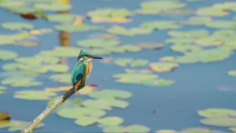 slow motion view of kingfisher in friesland netherlands perched over pond looking away to the left and then to the right