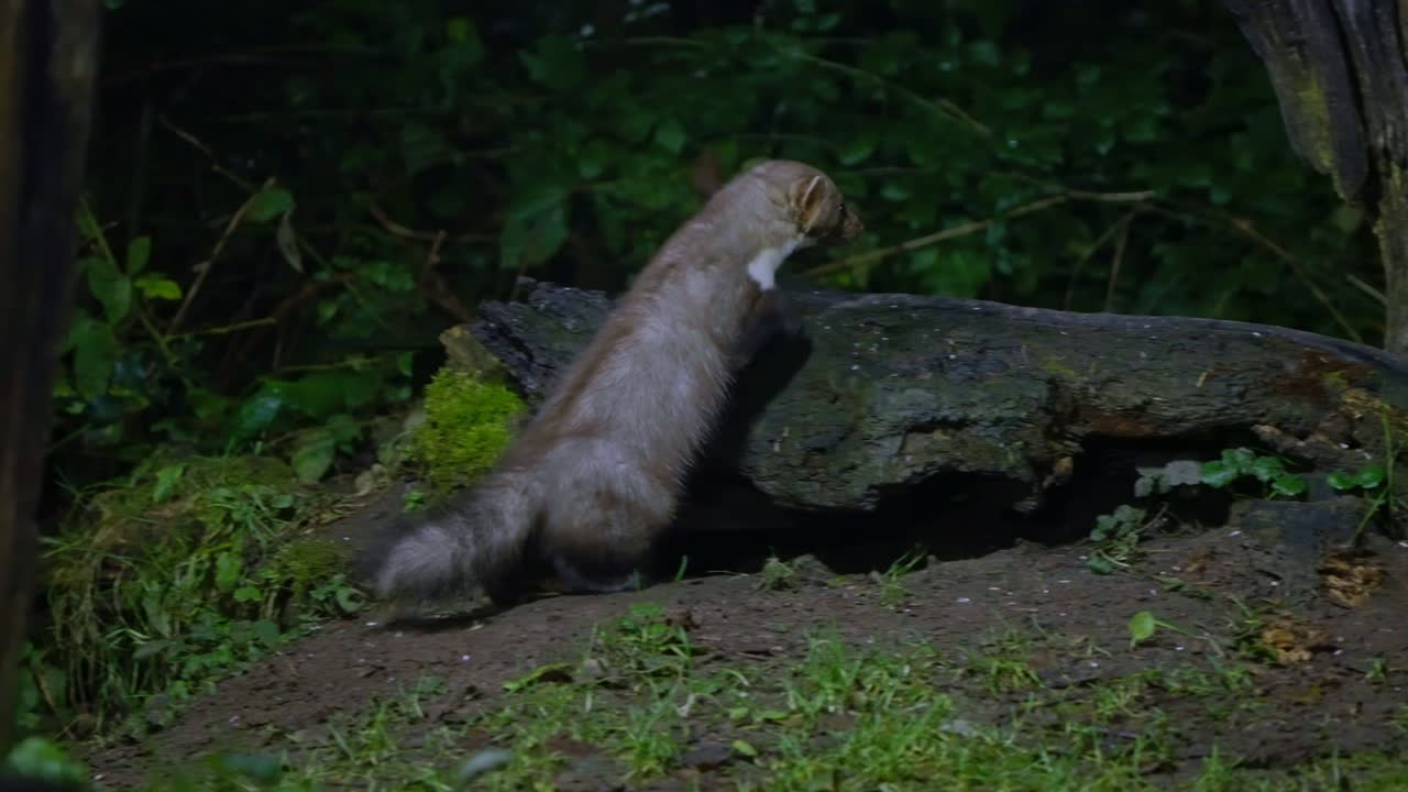 Slow motion beech marten foraging among fallen branches in lush green forest of Drenthe