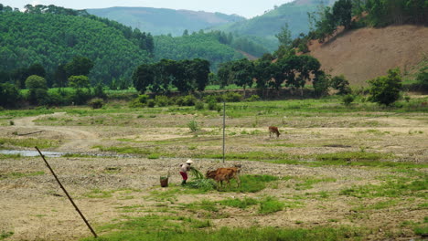 farmer works in cultivated field, vietnam. static view