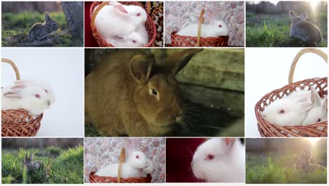 a collection of adorable rabbits in various settings