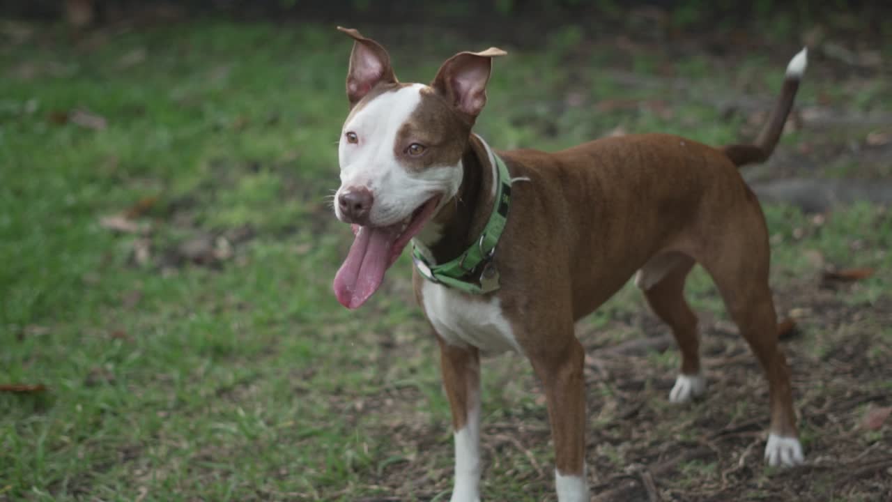 mezcla de pitbull terrier marrón y blanco se para con las orejas levantadas mientras jadea después de jugar