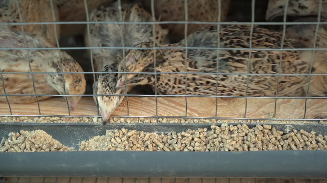 Close up of Coturnix birds eating in a cage