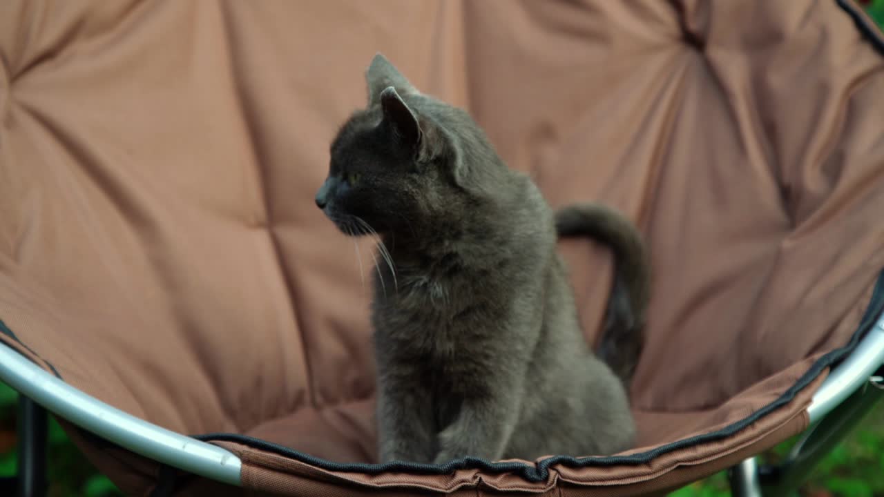 un pequeño gato adorable con pelaje gris se sienta en un sillón marrón