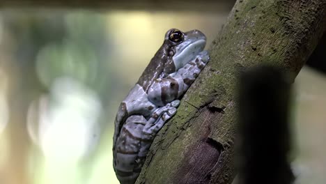 Amazonas-Milchfrosch,-Der-Auf-Ast-Ruht