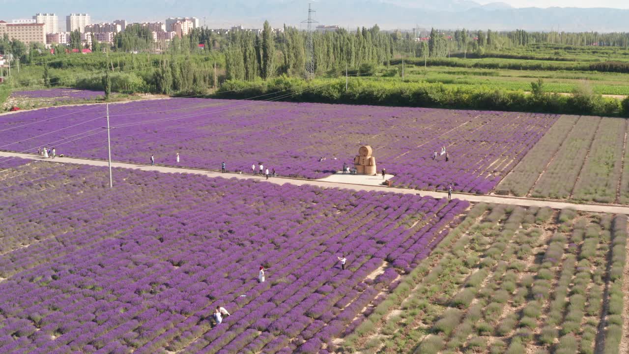 la mansión de la lavanda en un día soleado.