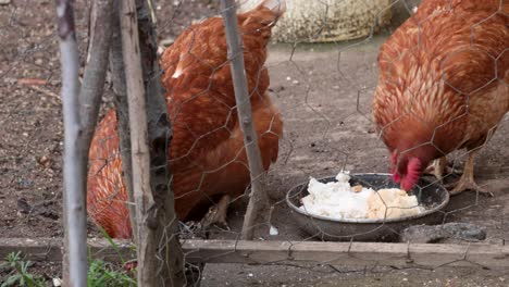domestic chicken eating bread
