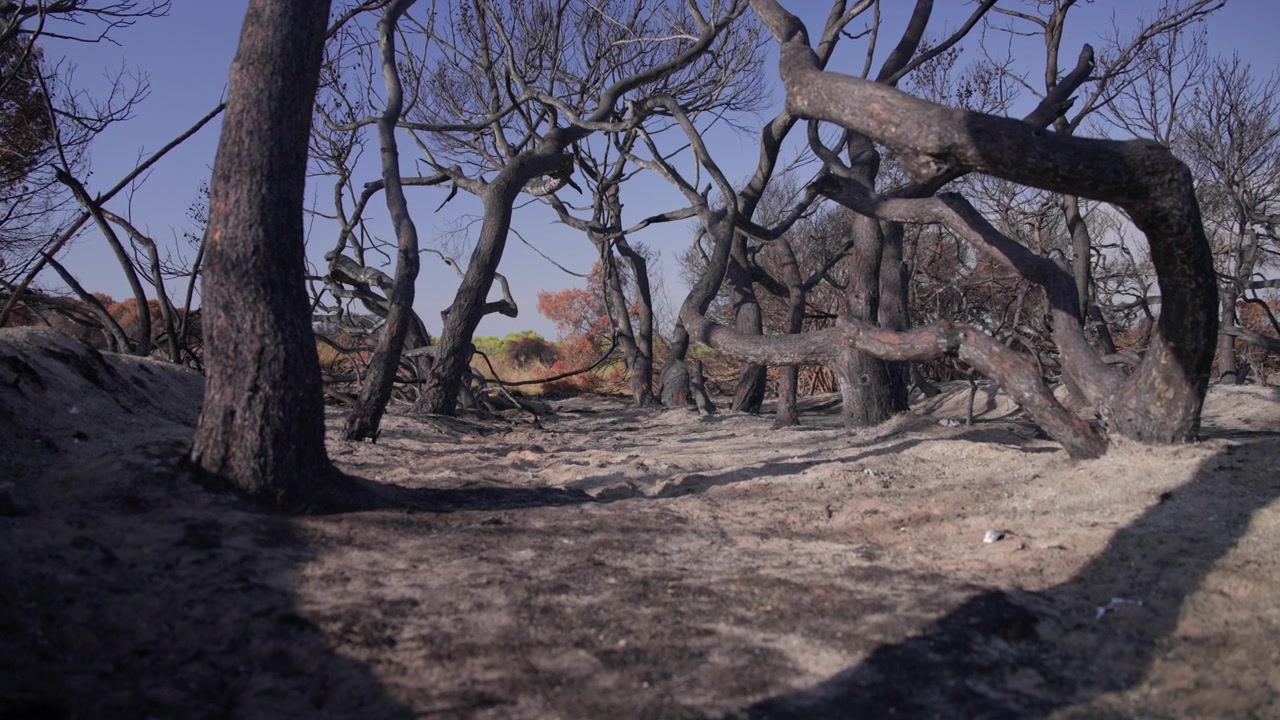 Charred trees in the Devesa del Saler foreground give way to unburned greenery in the distance beyond the Valencia wildfire zone, Slow Traveling Shot