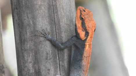 lagarto rojo en el árbol - esperando comida