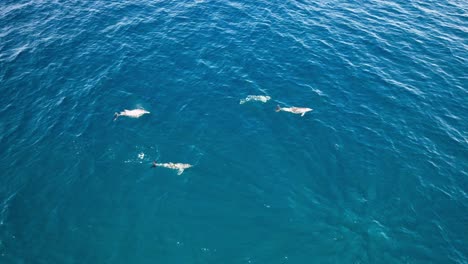 wildlife scenery with dolphins at noosa heads national park in qld, australia