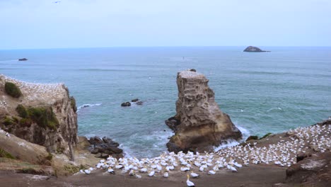 Gannet-Birds-on-top-of-rock-formation-beside-the-beach