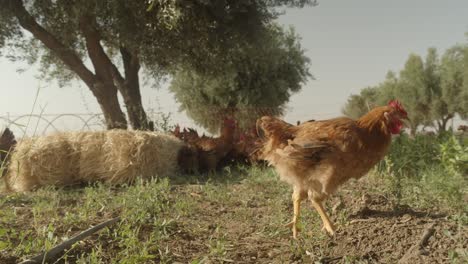 chickens-with-red-feathers