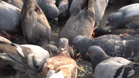 close up flock of crows eat cereal at street