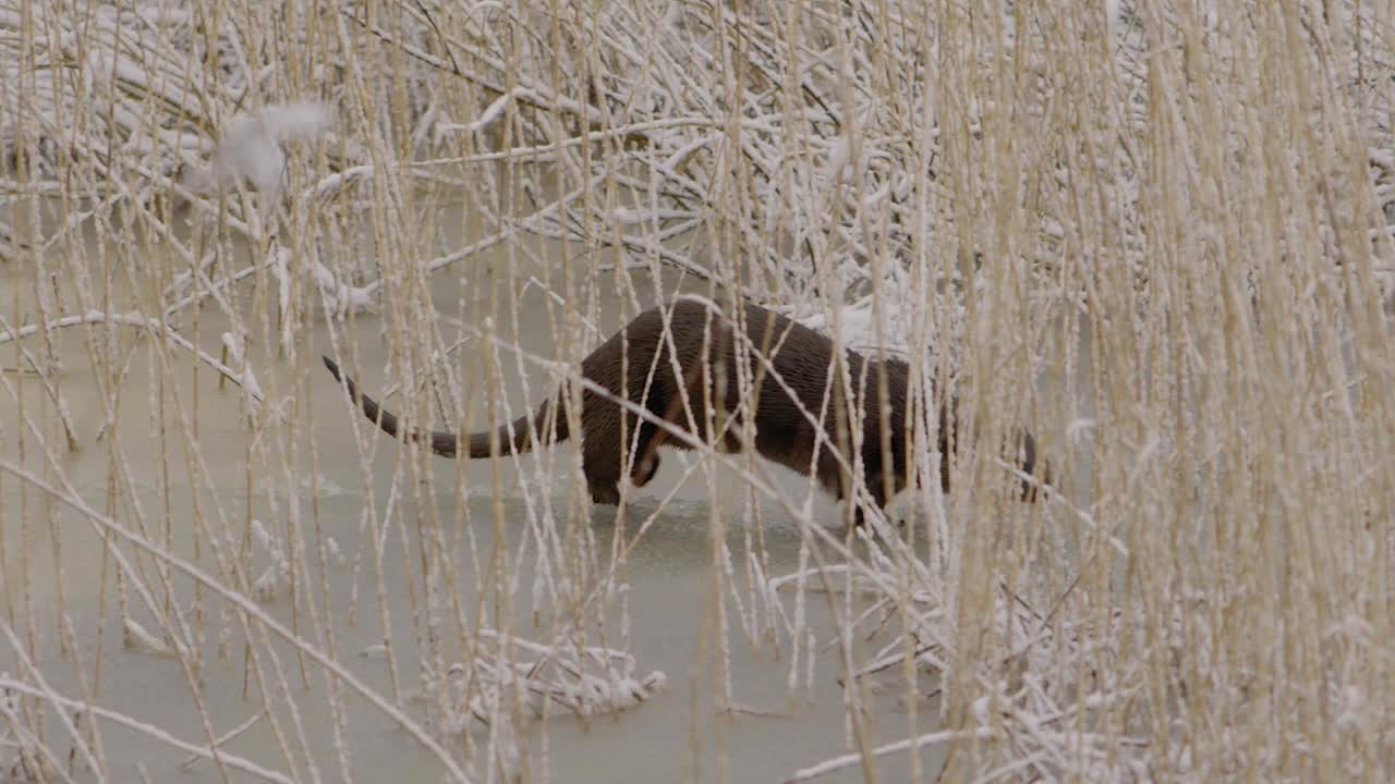 수달이 얼음 위를 걷고 얼음 구멍으로 뛰어들다